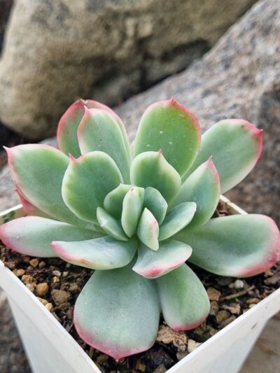 Echeveria Luella var