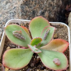 Echeveria Baron Bold