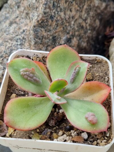 Echeveria Baron Bold