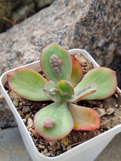 Echeveria Baron Bold - Зображення 2