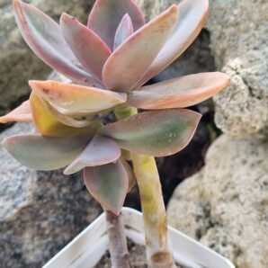 Echeveria Fred Ives