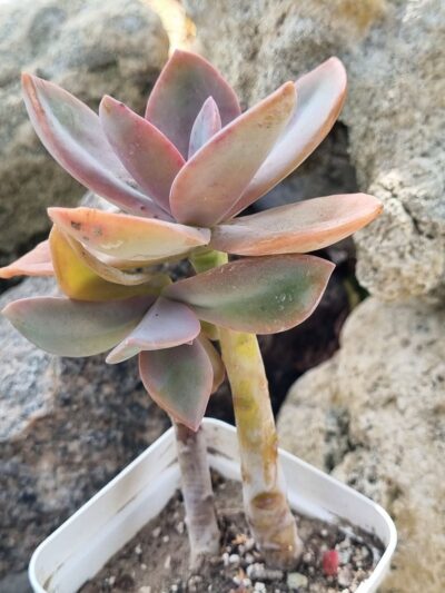 Echeveria Fred Ives