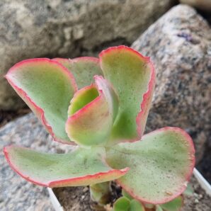 Echeveria Dick sp Ink
