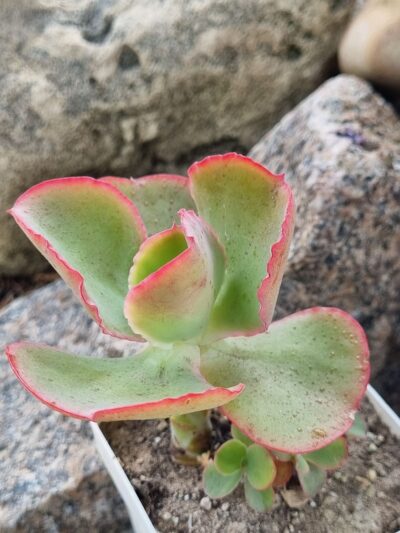 Echeveria Dick sp Ink