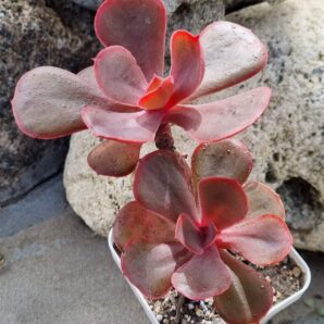 Echeveria Red Ball