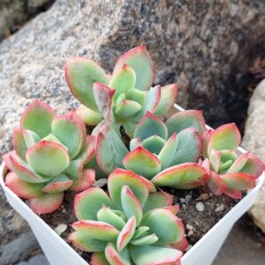 Echeveria Luella