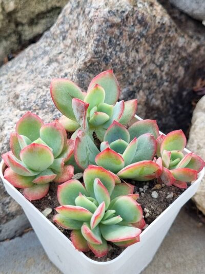 Echeveria Luella
