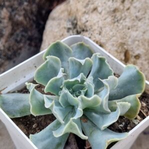 Echeveria Nichi