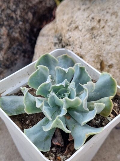 Echeveria Nichi