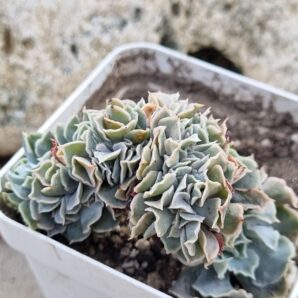 Echeveria Nichi cristata