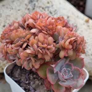 Echeveria Florence cristata