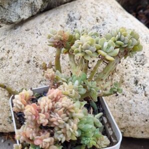 Echeveria Spider f cristata