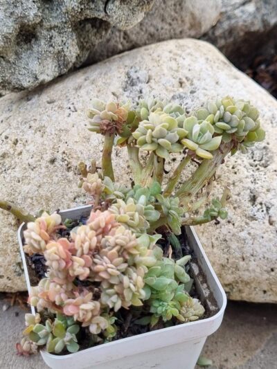 Echeveria Spider f cristata