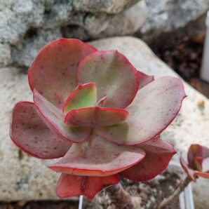Echeveria Big Red