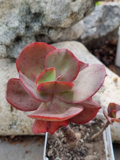 Echeveria Big Red