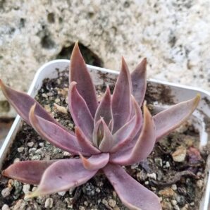 Echeveria Metallica hybrid