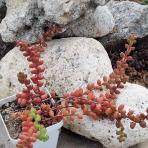 Sedum Stahlii