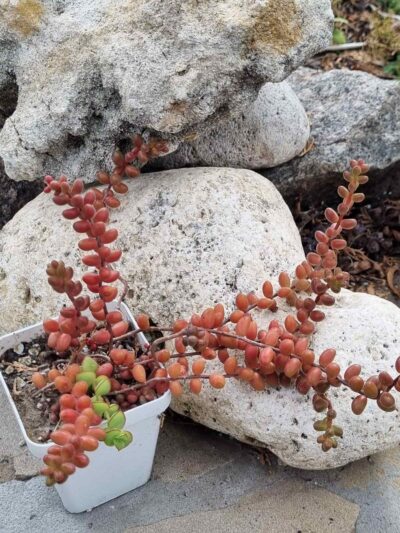Sedum Stahlii