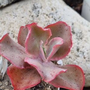 Echeveria Giant Blue
