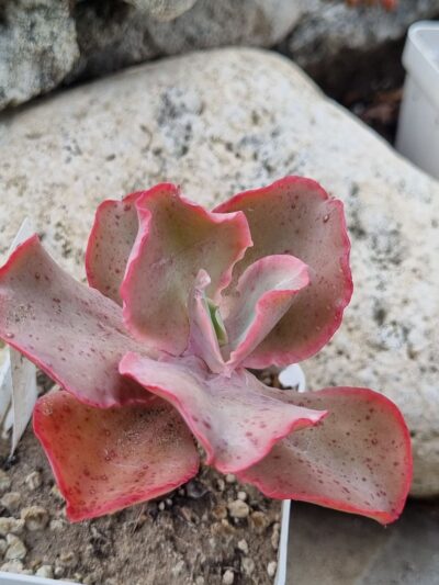 Echeveria Giant Blue