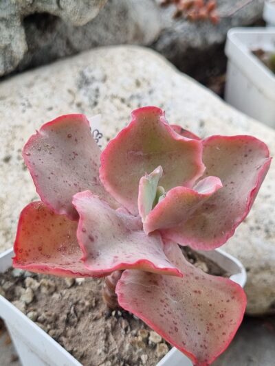 Echeveria Giant Blue - Зображення 2
