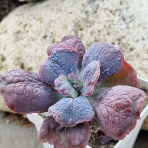 Echeveria Midway