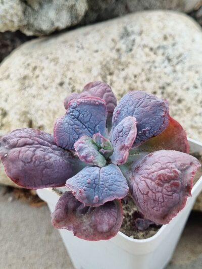 Echeveria Midway