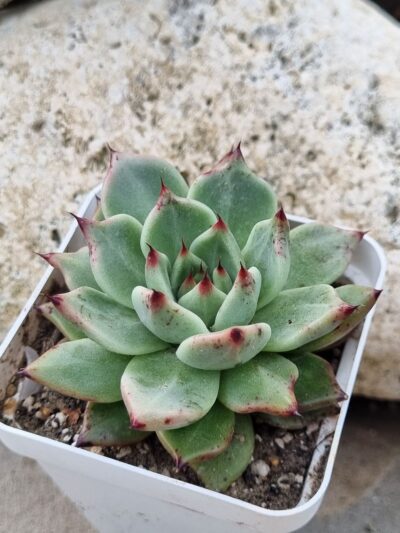 Echeveria Cuspidata x Ebony - Зображення 2