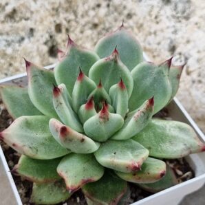 Echeveria Cuspidata x Ebony