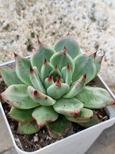 Echeveria Cuspidata x Ebony