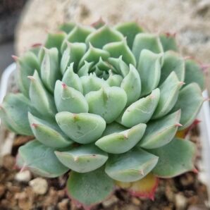 Echeveria Red Hole