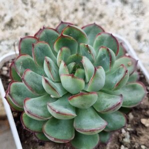 Echeveria Dream rose