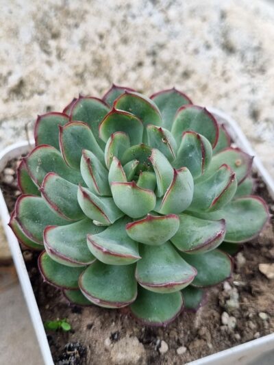 Echeveria Dream rose
