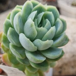 Echeveria Snow Ball