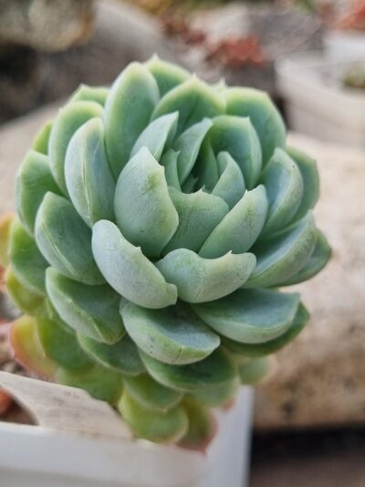 Echeveria Snow Ball