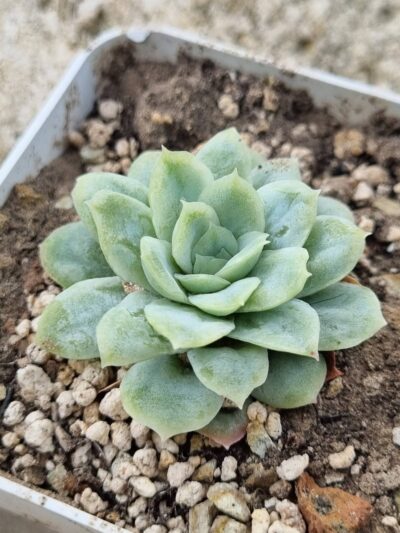 Echeveria Elegans hybrid - Зображення 2