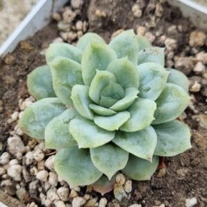 Echeveria Elegans hybrid