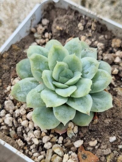Echeveria Elegans hybrid