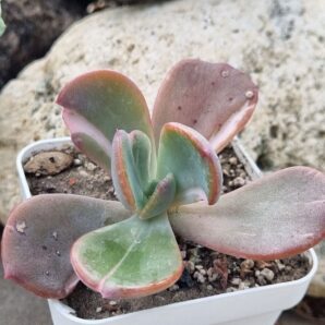Echeveria Berserk variegata