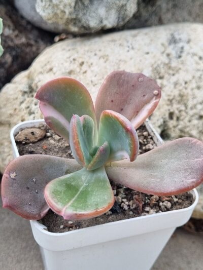 Echeveria Berserk variegata