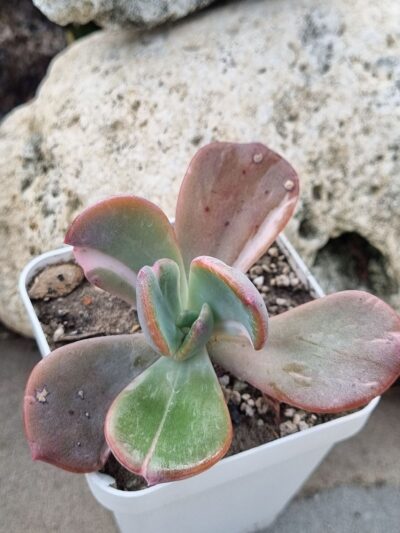 Echeveria Berserk variegata - Зображення 2