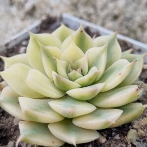 Echeveria Halbingeri var