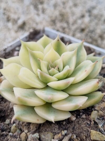 Echeveria Halbingeri var