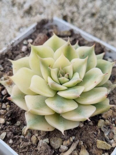 Echeveria Halbingeri var - Зображення 2