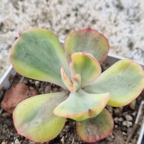 Echeveria Sansset Peony var
