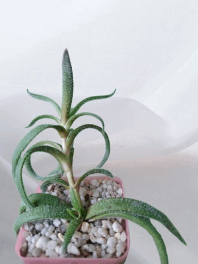 Crassula nudicaulis (hirta) - 2 разом - 60 грн - Зображення 2