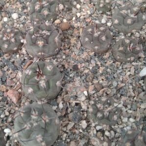 Pyrrhocactus vertogenii RS1905 -сіянці-