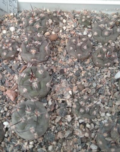 Pyrrhocactus vertogenii RS1905 -сіянці-