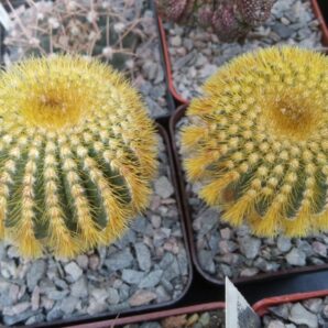 Uebelmania eriocactoides -cube-7cm-щепа на юсберт-