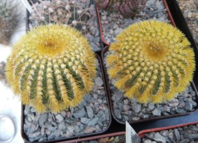 Uebelmania eriocactoides -cube-7cm-щепа на юсберт-